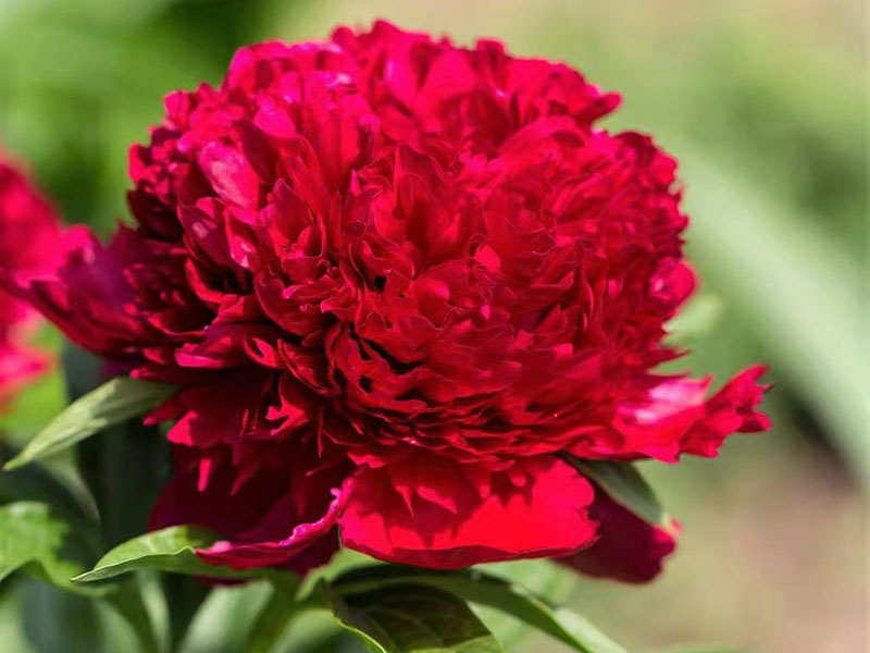 御前表演 早期 花徑極大 香濃型